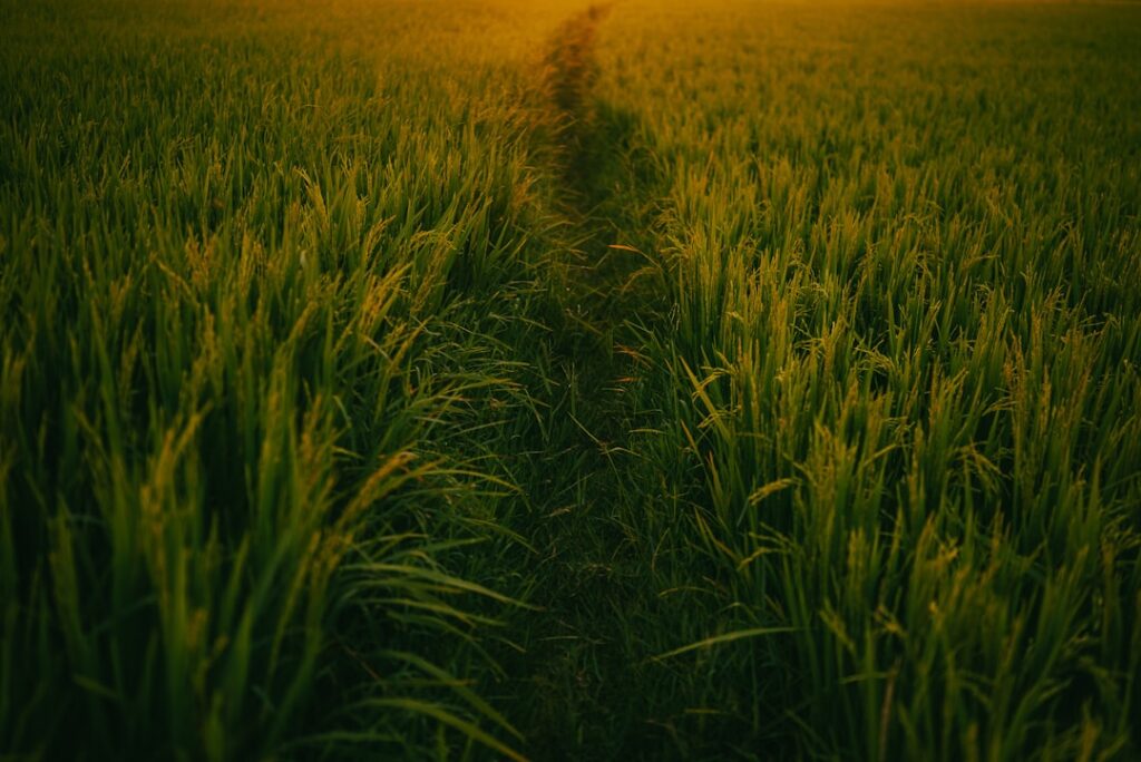 West Bengal farmer and paddy field representing Krishak Bandhu scheme