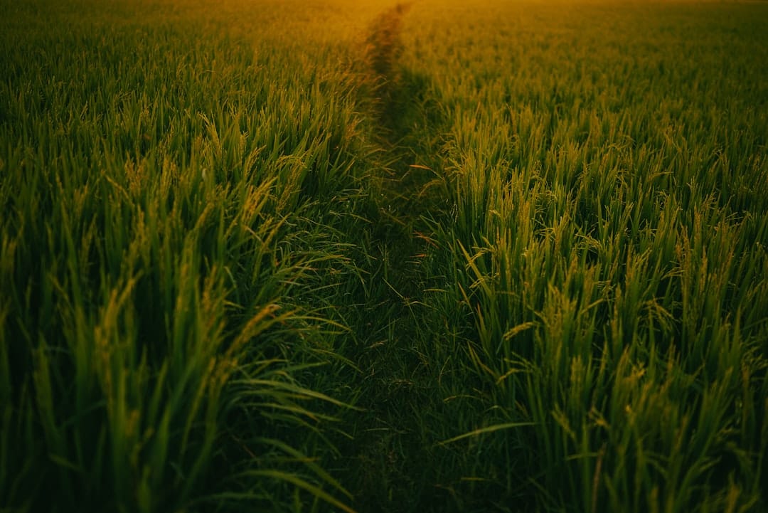 West Bengal farmer and paddy field representing Krishak Bandhu scheme